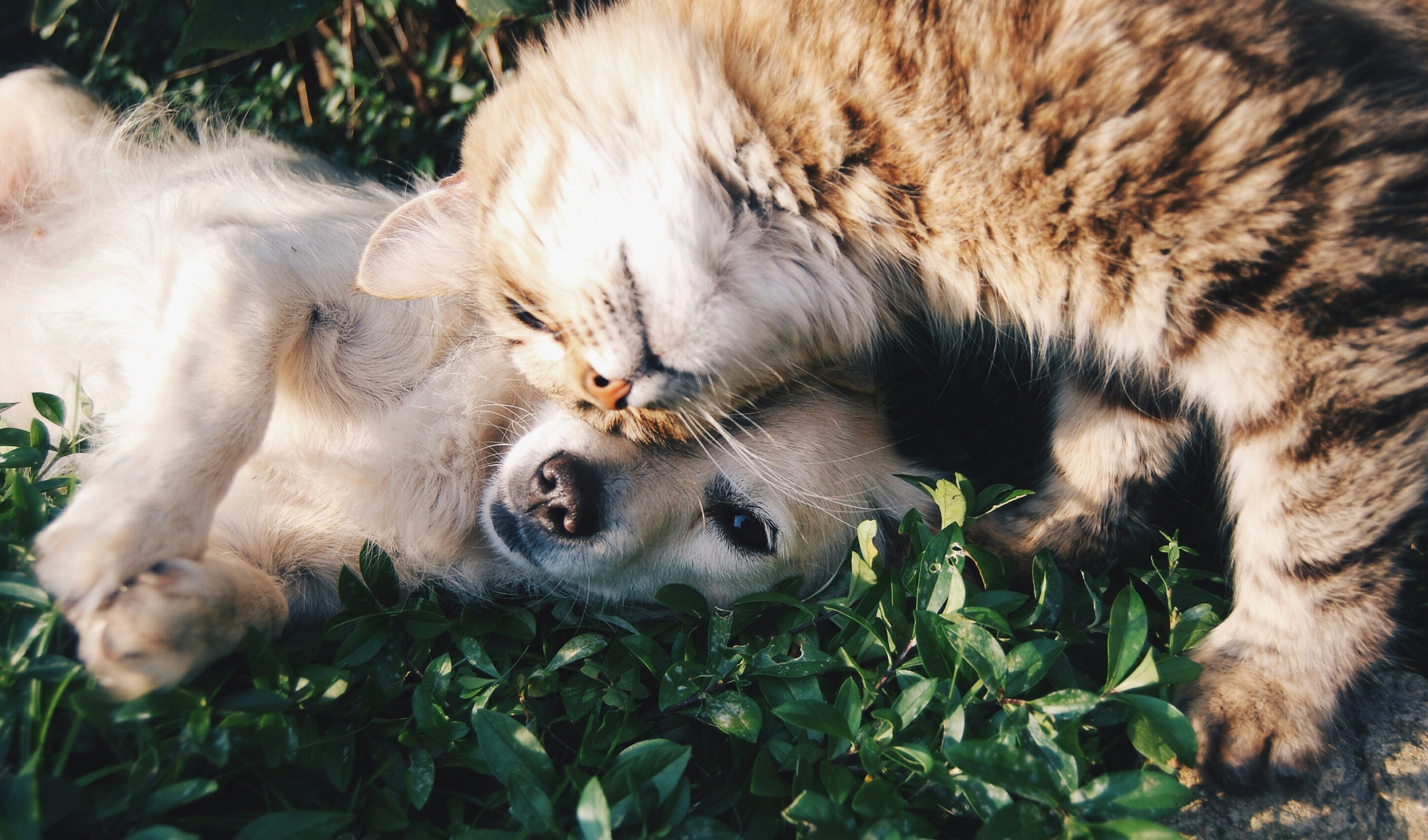 Pet insurance premiums cool in Q2 as Lifetime rates give up early gains